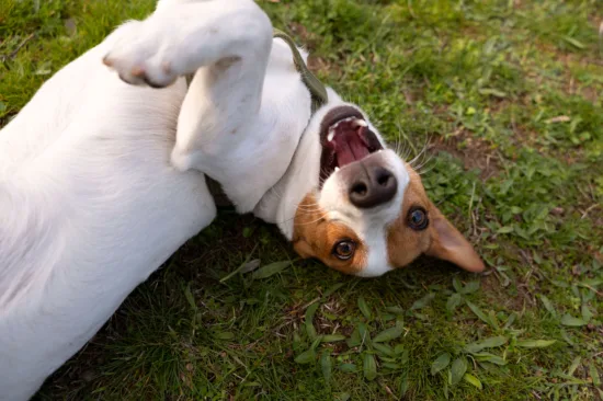 Jack Russell terrier – zdrowie rasy