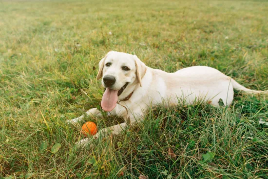 Labrador Retriever - historia i pochodzenie rasy