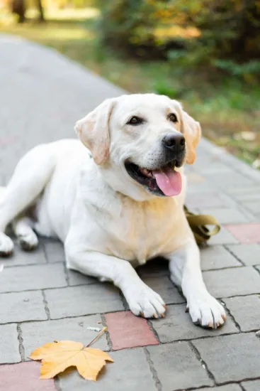 Labrador Retriever