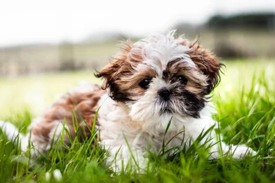 Shih Tzu – wygląd rasy