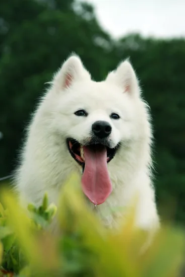 Samoyed – historia i pochodzenie rasy