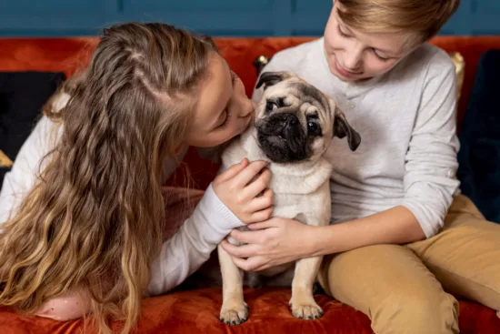 Mops – cena rasy i koszt utrzymania