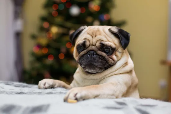Mops – pielęgnacja rasy