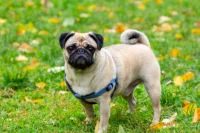 Mops