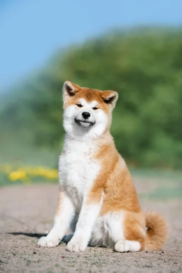 Akita Inu