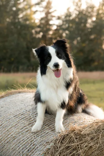 Border collie – zdrowie rasy