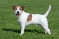 Jack Russell terrier