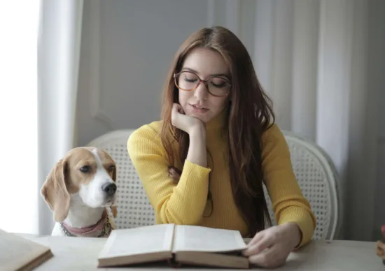 Beagle – wygląd rasy