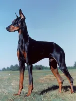 Dobermann