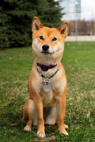 Shiba Inu – cena rasy i koszt utrzymania