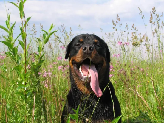 Rottweiler – wygląd rasy