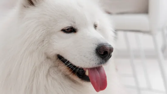 Samoyed – zdrowie rasy