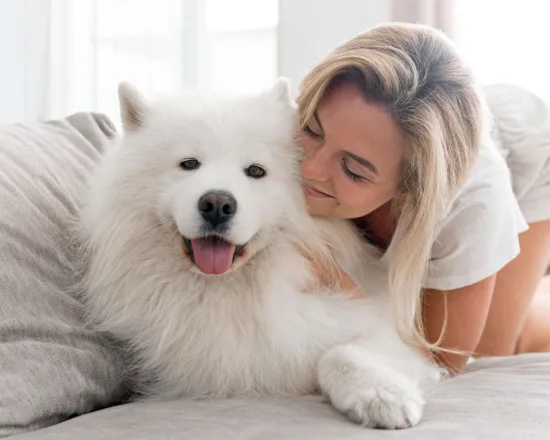 Samoyed – charakterystyka rasy