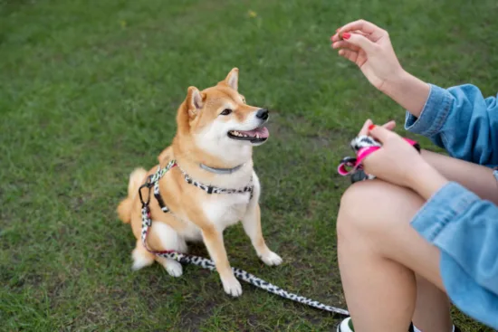 Shiba Inu – szkolenie rasy