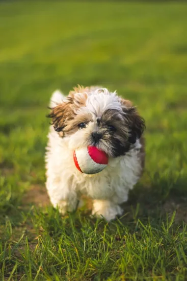 Shih Tzu – pielęgnacja rasy