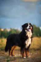 Rasy psów