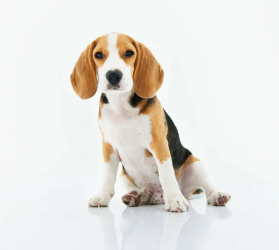 Beagle – historia i pochodzenie rasy