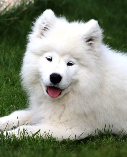 Samoyed – wygląd rasy