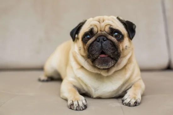 Mops – wygląd rasy