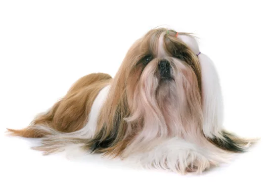 Shih Tzu – żywienie rasy