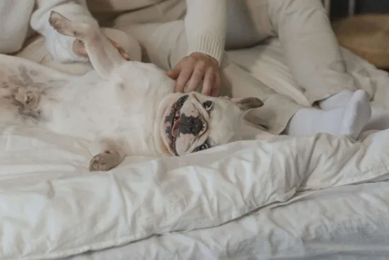 Buldog francuski