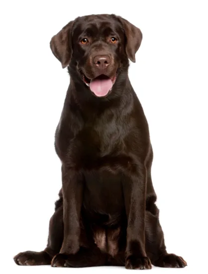 Labrador retriever – szkolenie rasy