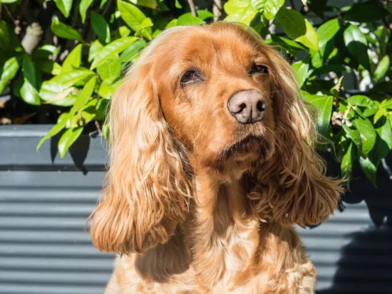 Cocker spaniel angielski – szkolenie rasy