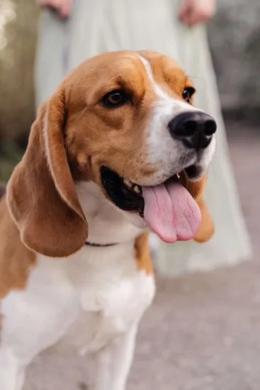 Beagle – cena rasy i koszt utrzymania