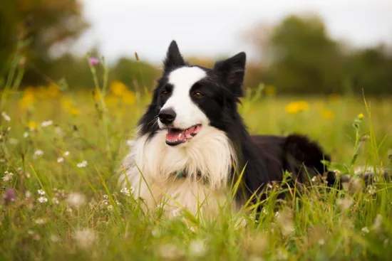 Border collie – wygląd rasy