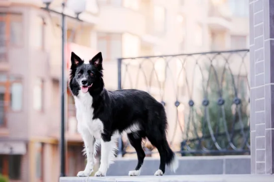 Border collie – charakterystyka rasy