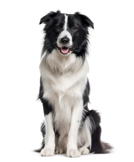 Border collie – historia i pochodzenie rasy