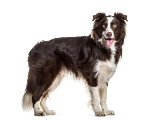 Border collie