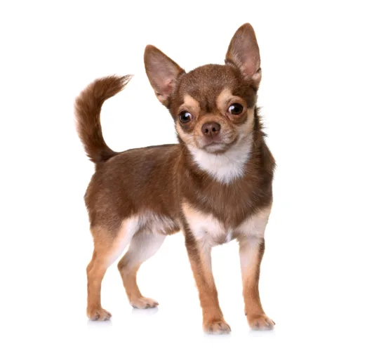 Chihuahua – charakterystyka rasy
