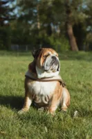 Buldog Angielski