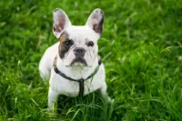 Buldog francuski