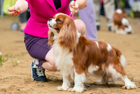 Cavalier King Charles Spaniel – pielęgnacja rasy