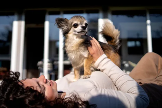 Chihuahua – wychowanie rasy