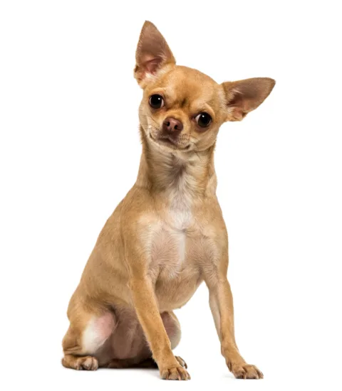 Chihuahua – historia i pochodzenie rasy