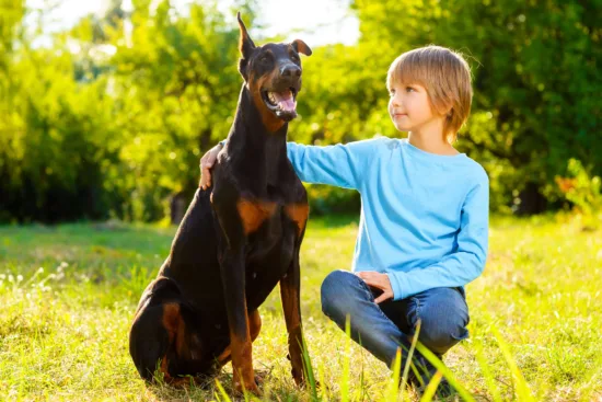 Dobermann – żywienie rasy