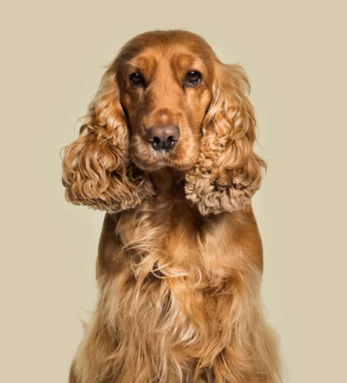 Cocker spaniel angielski – historia i pochodzenie rasy