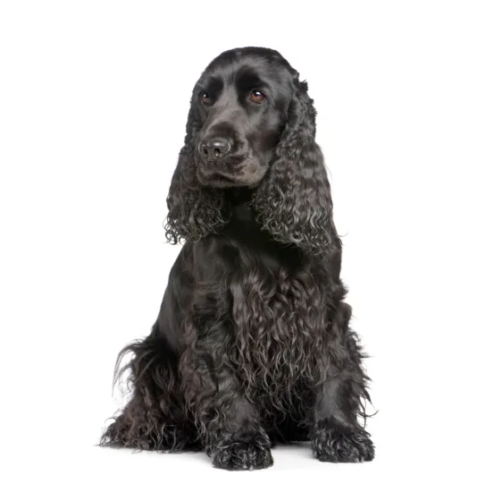 Cocker spaniel angielski – zdrowie rasy