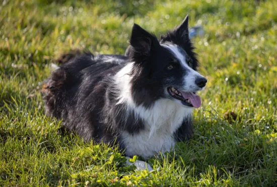 Border collie – szkolenie rasy