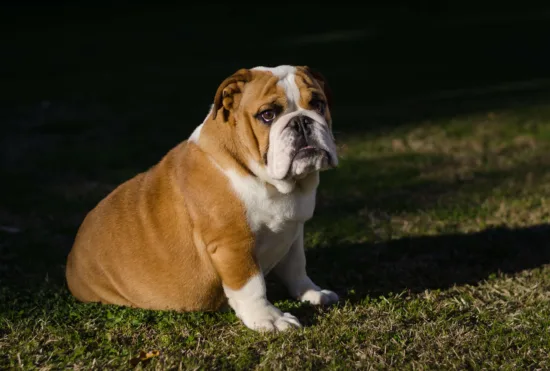 Buldog Angielski – żywienie rasy