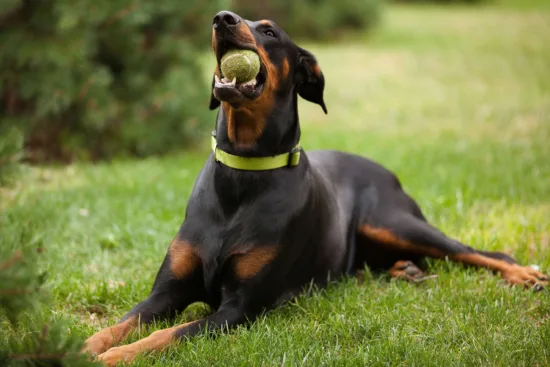 Dobermann – wychowanie rasy