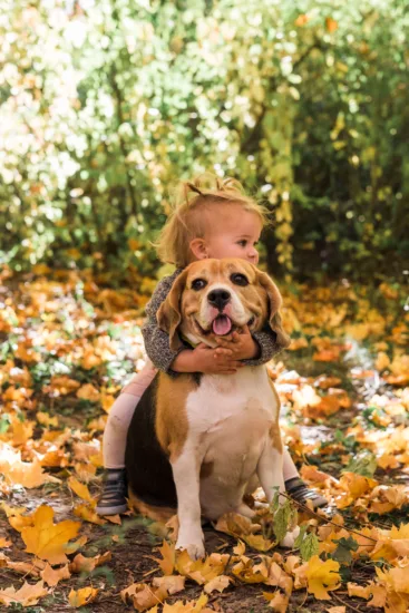 Beagle – zdrowie rasy