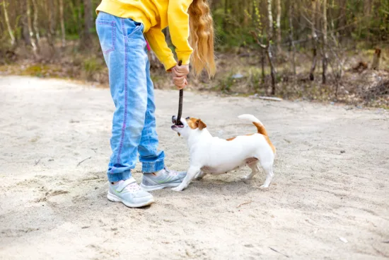 Jack Russell terrier – pielęgnacja rasy
