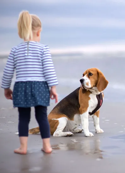 Beagle – żywienie rasy