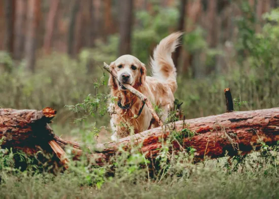Golden Retriever – Wychowanie Rasy