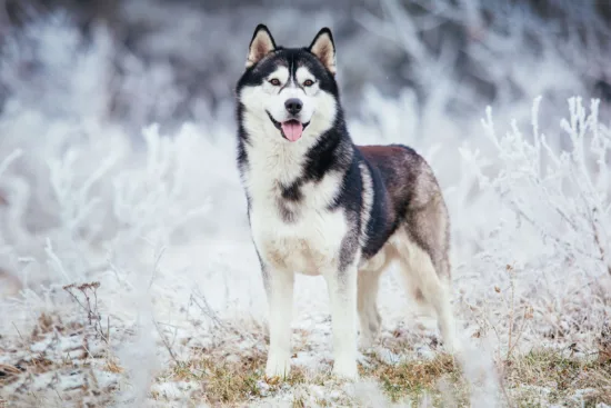 Husky syberyjski – wygląd rasy