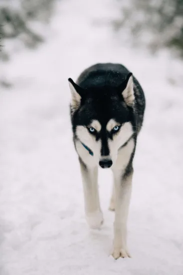 Husky syberyjski – historia i pochodzenie rasy